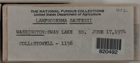 Lamproderma sauteri image